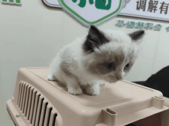 一只布偶猫纠纷，法官这样调解378.png